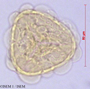 ISEM 1/Cyathea_caracasana_82300/Cyathea_caracasana_82300_0001(copy)_thumb.jpg